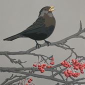 Blackbird Christmas Card Pack (5)
