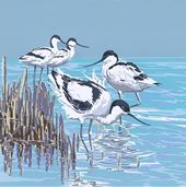 Avocets in the Shallows Greeting Card