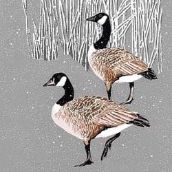 Canada Geese