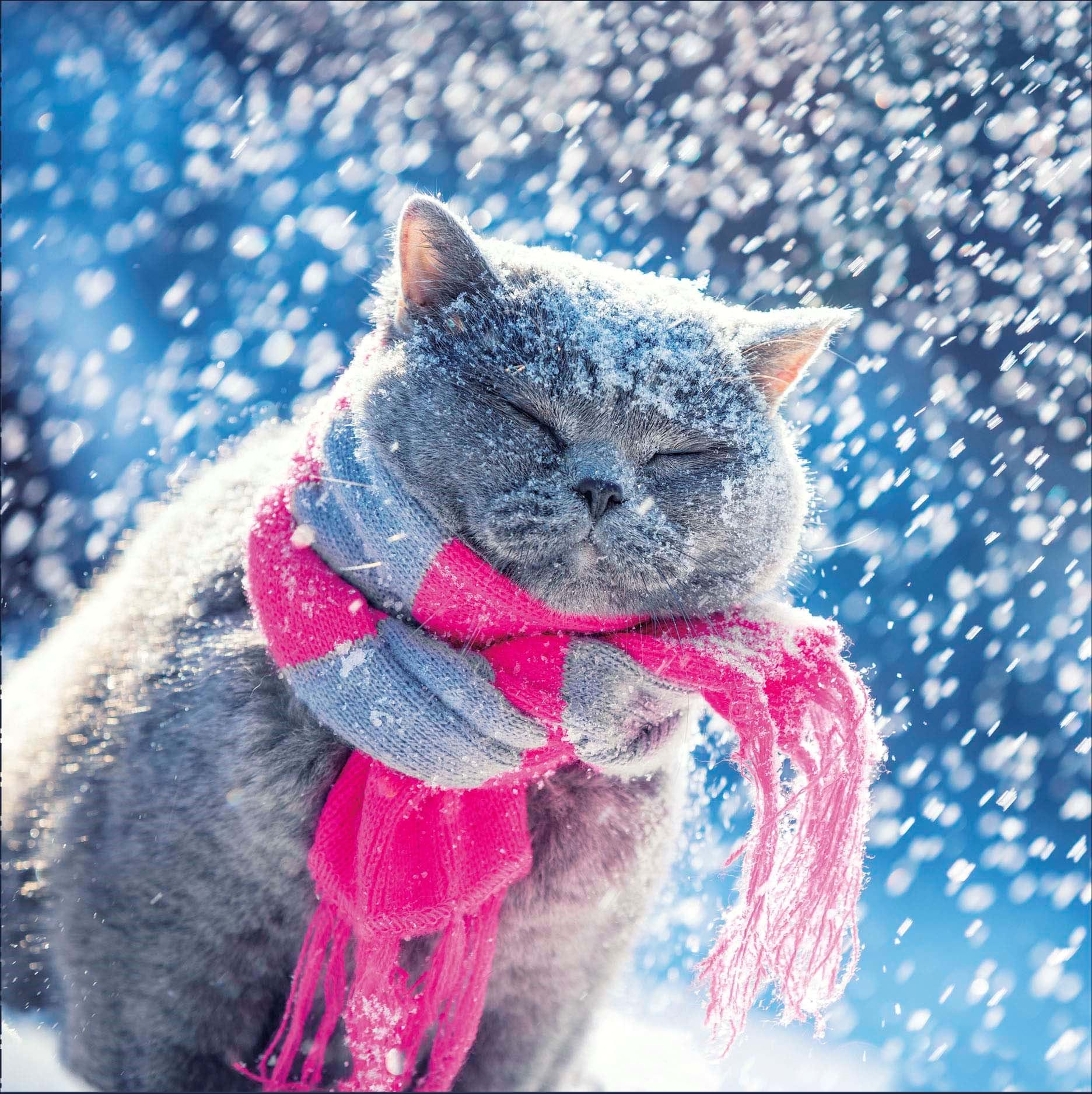 Snowy Cat Christmas Card