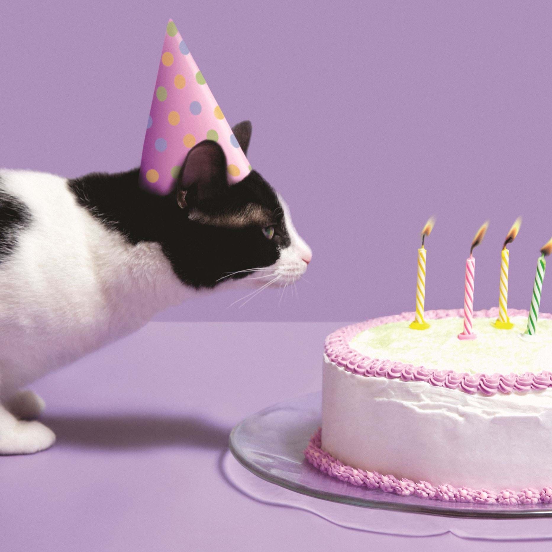 Cats and Cake Birthday Card