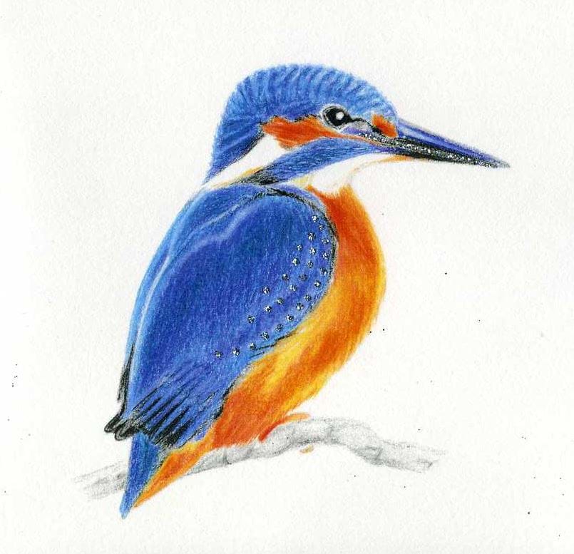 Kingfisher Luxury Greeting Card