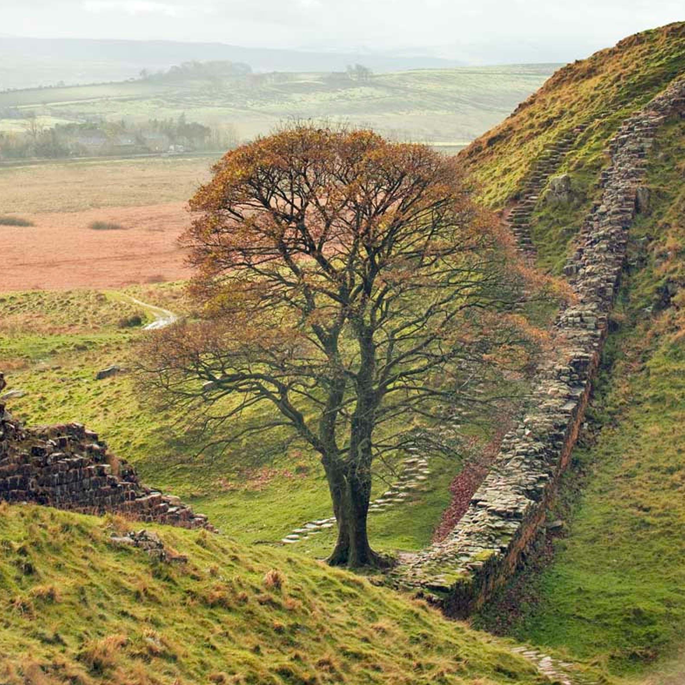 Sycamore Gap in Autumn Greeting Card