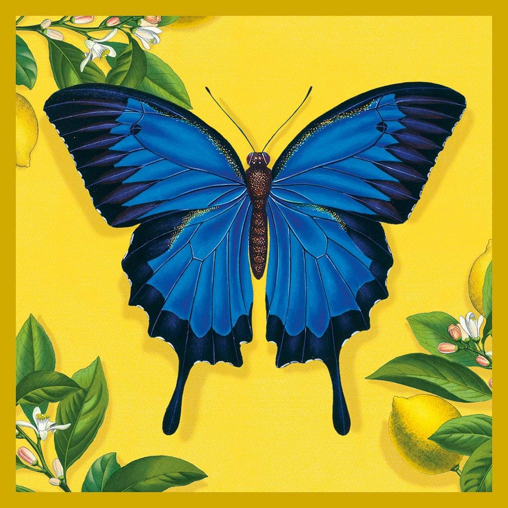 Ulysses Butterfly Greeting Card