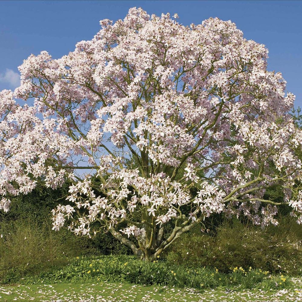 Magnolia Trees at Nymans Greeting Card