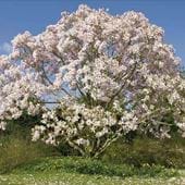 Magnolia Trees at Nymans Greeting Card