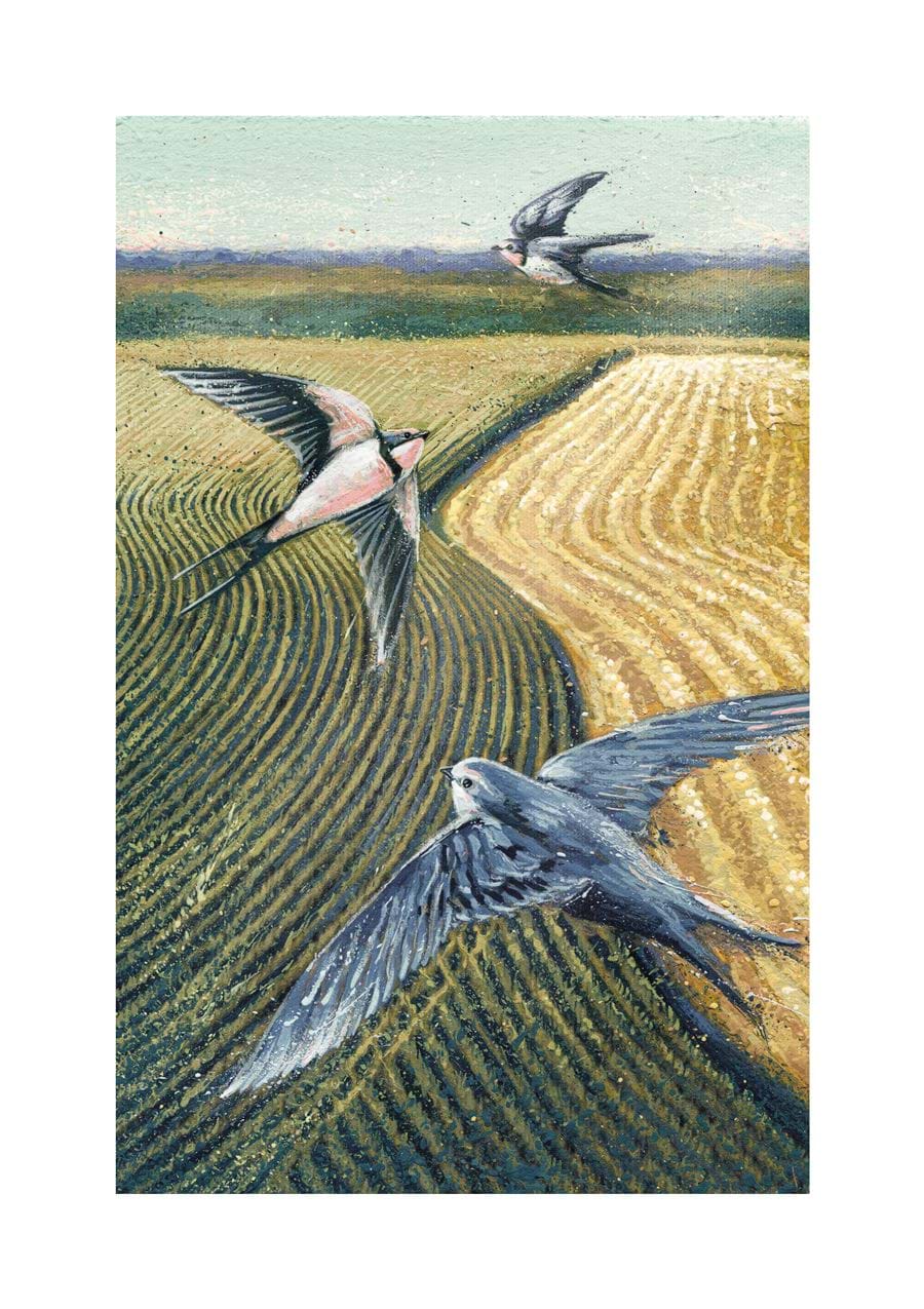 Swallows Luxury Notecard Pack (10)
