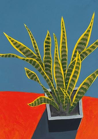 Sansevieria in Sunlight Greeting Card