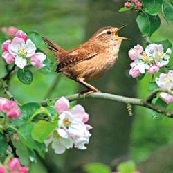 Wren and Blossom Greeting Card