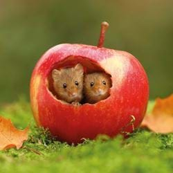 Harvest Mice Greeting Card