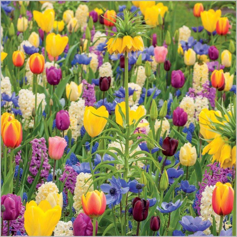 Tulip Meadow Greeting Card