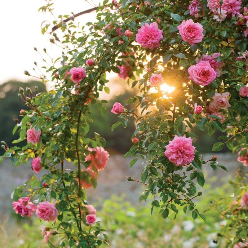 Rambling Rose Greeting Card