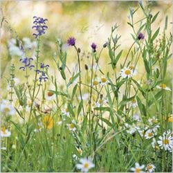 Wildflower Meadow Greeting Card