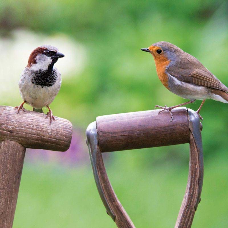 Robin and Sparrow Greeting Card