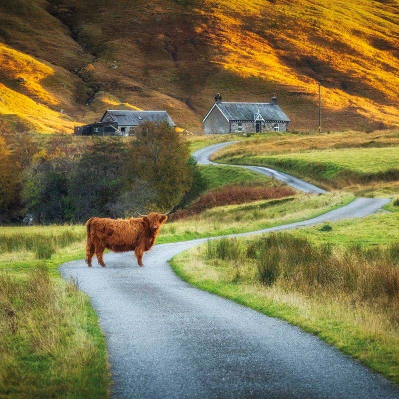 Highland Cattle Greeting Card