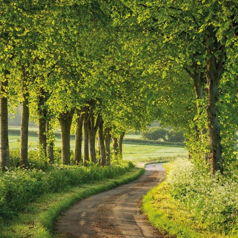 Tree Lined Country Lane Greeting Card