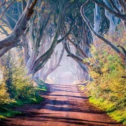 The Dark Hedges Greeting Card