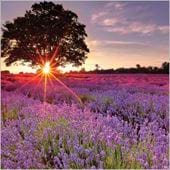 Lavender Field Greeting Card