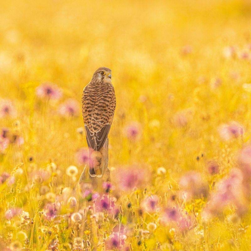 Common Kestrel Greeting Card