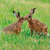 Brown Hares Greetings Card