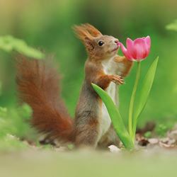 Red Squirrel Greeting Card