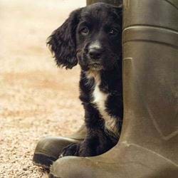 Working Cocker Spaniel Puppy Greeting Card