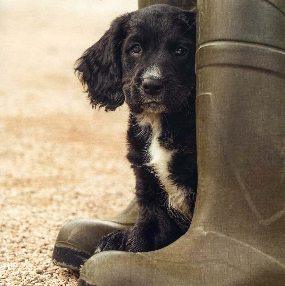 Working Cocker Spaniel Puppy Greeting Card
