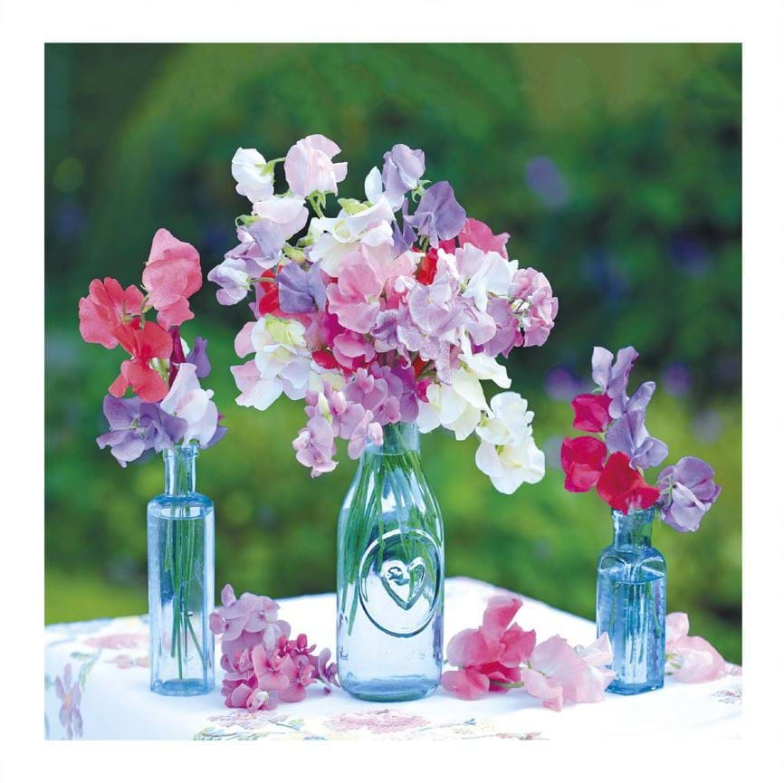 Sweet Peas Greeting Card