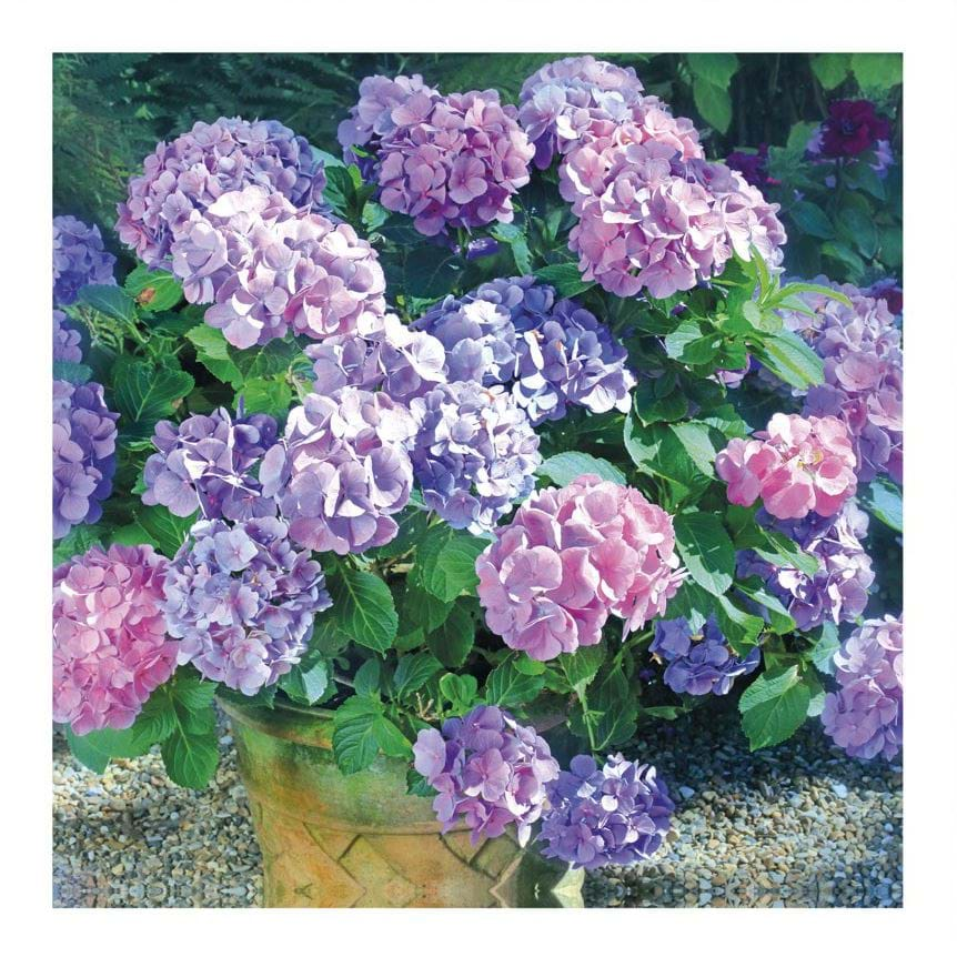 Hydrangea Greeting Card