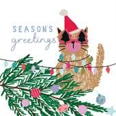 Cat Christmas Cards - Pack of 8