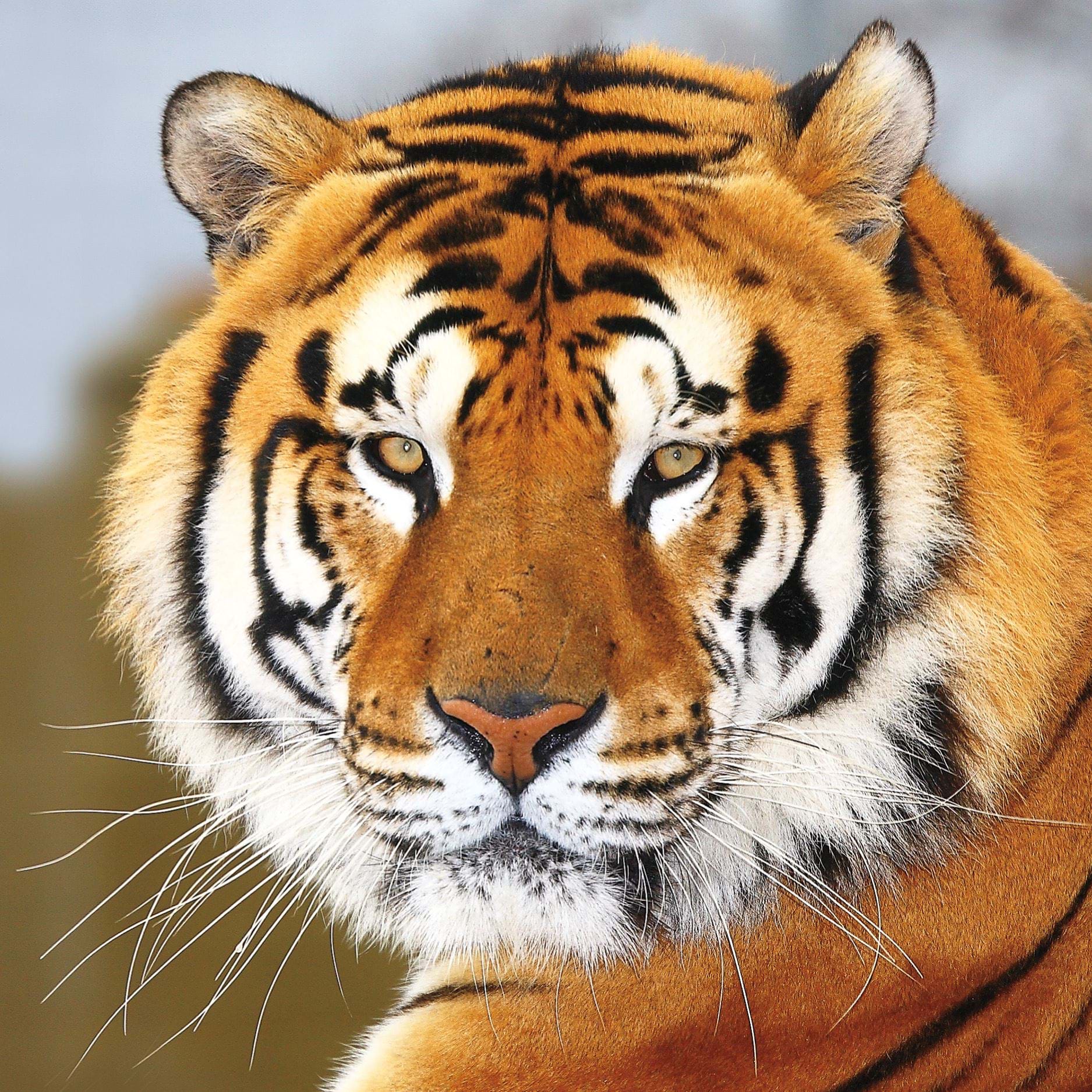 Tiger WWF Greeting Card