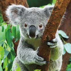Koala WWF Greeting Card