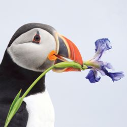 Puffin WWF Greeting Card