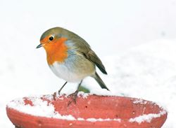 Robin on a Plant Pot - Personalised Christmas Card