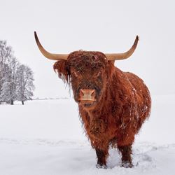Highland Cattle - Personalised Christmas Card