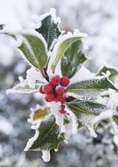 Frosted Holly - Personalised Christmas Card