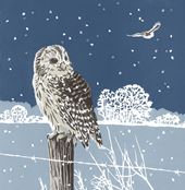 Winter Tawnies Christmas Cards - Pack of 5