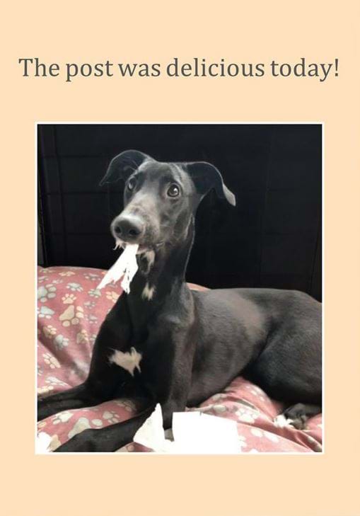 Delicious Post Greeting Card