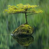 Fairy Lake Fir Greeting Card