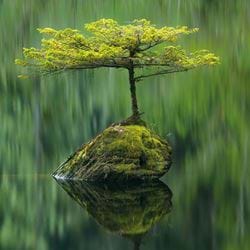 Fairy Lake Fir Greeting Card