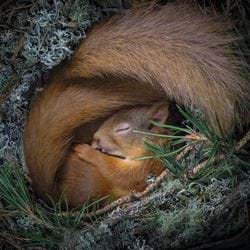 Drey Dreaming Greeting Card