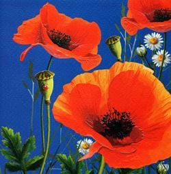 Poppies Greeting Card