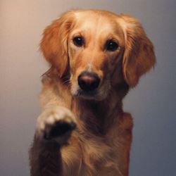 Golden Retriever Greeting Card