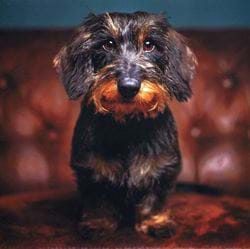 Wirehaired Dachshund Greeting Card