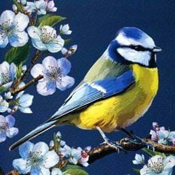 Blue Tit Greeting Card