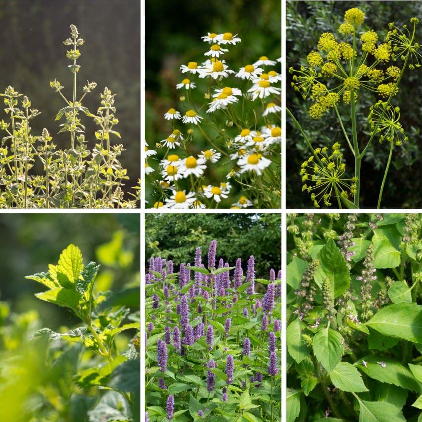 Herbal Tea Garden Seed Collection - 6 Packs of Seeds
