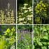 Herbal Tea Garden Seed Collection - 6 Packs of Seeds