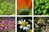 Beginner’s Herb Garden Seed Collection - 6 Packs of Seeds