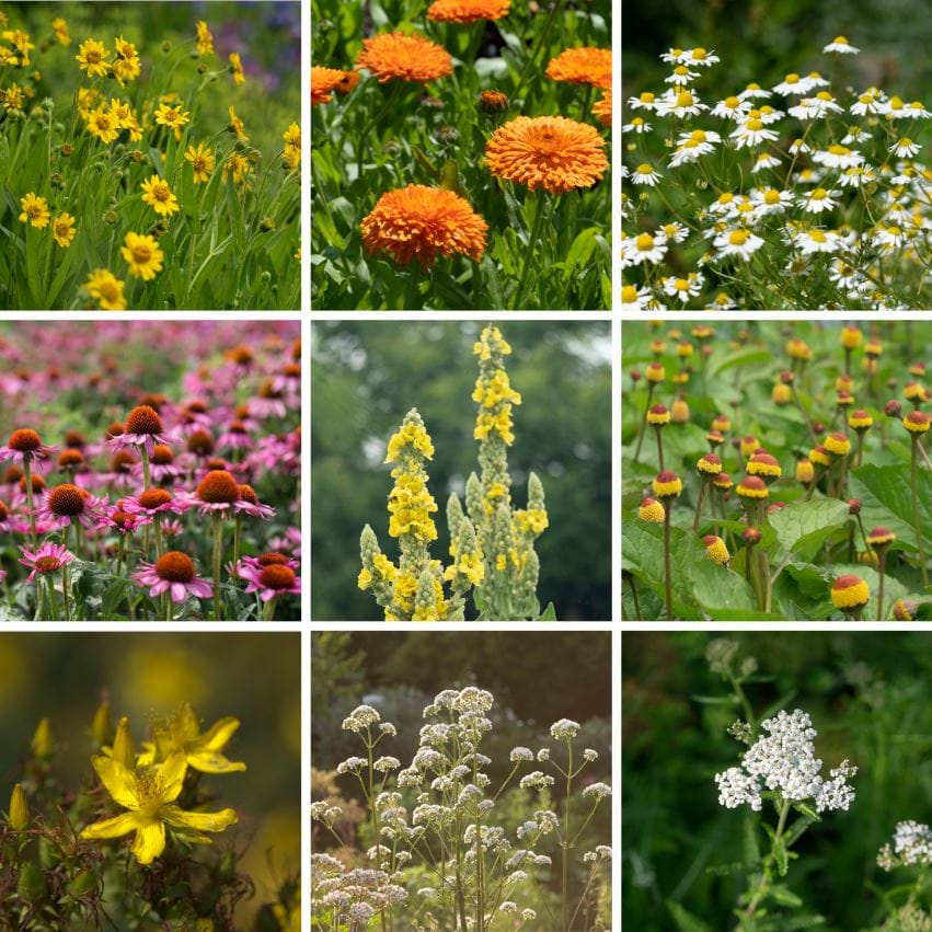 First Aid Herbal Garden Seed Collection - 9 Packs of Seeds