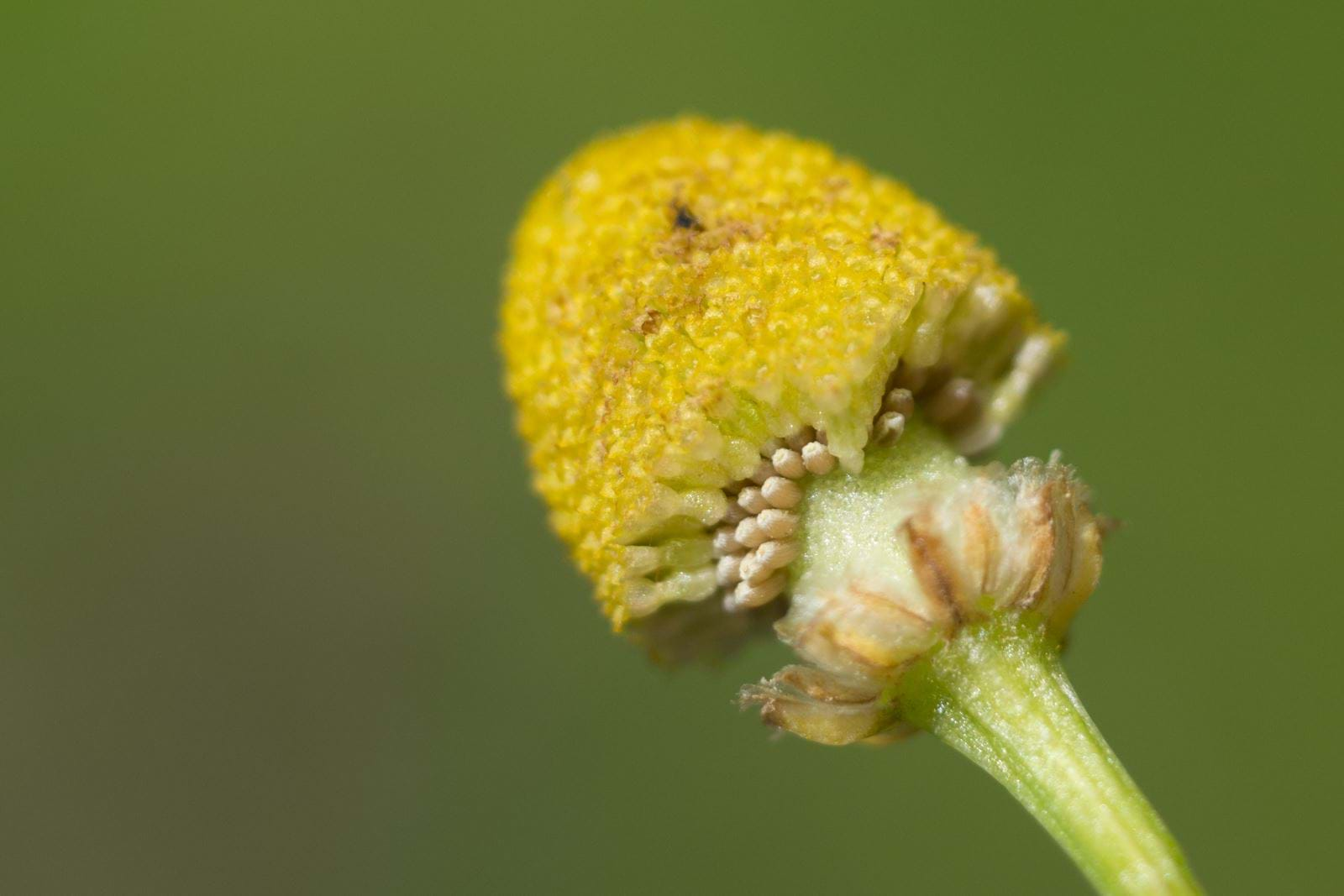 German Chamomile Seed Pack